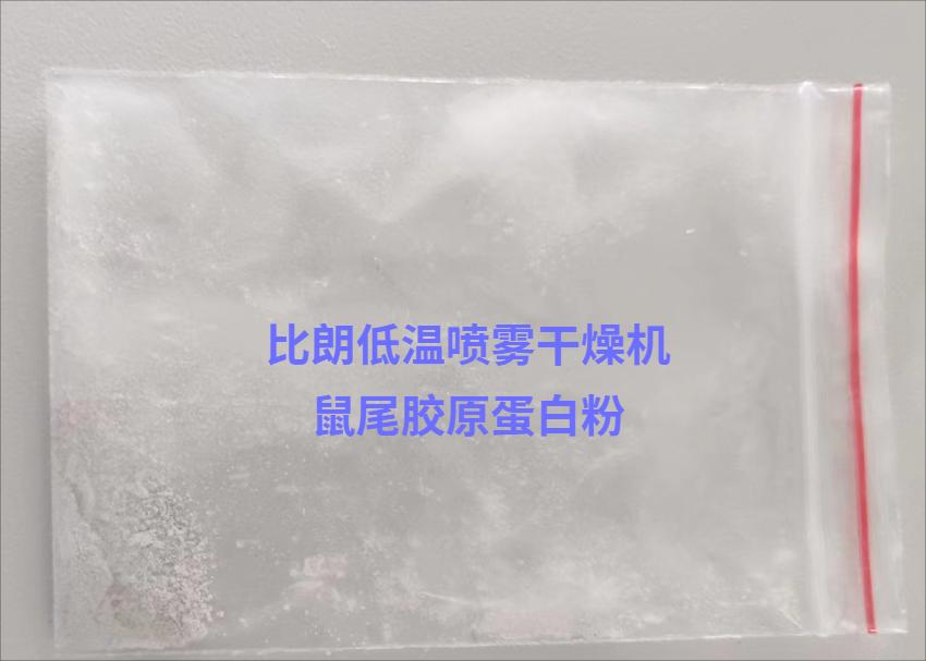 鼠胶原蛋白(1)(1)